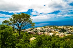 Thumbnail for an image displaying: A tree stands out from the landscape, looking over a town and the ocean below.